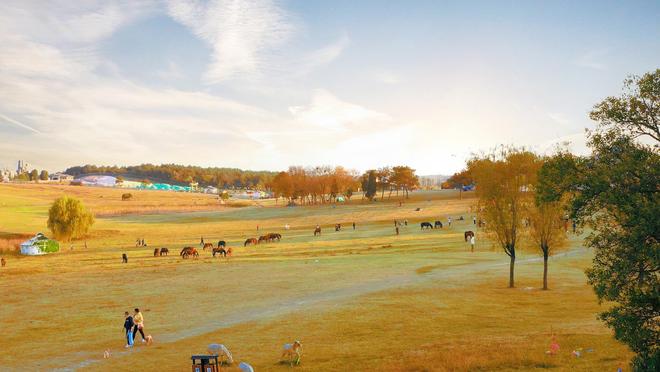 冬日治愈武汉木兰草原成过冬新宠pg电子免